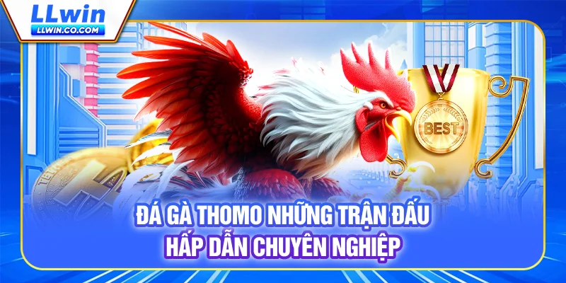 Đá gà Thomo - Những trận đấu hấp dẫn, chuyên nghiệp
