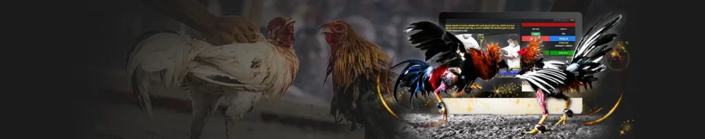 Đá gà LLWIN